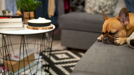 A-sleeping-French-Bulldog-lies-on-the-couch-with-its-eyes-open-and-big-ears