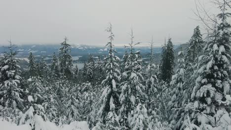 Aerial-Snowy-Forest-on-Vancouver-Island,-Canada