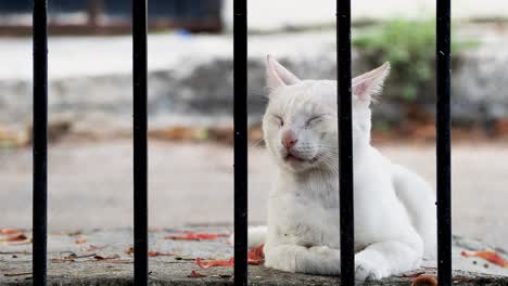 Cat-on-the-street-resting-outside-of-a-gate-closeup