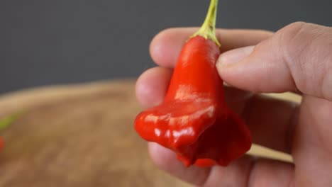 Holding-a-Mad-Hatter-Pepper,-Capsicum-Baccatum