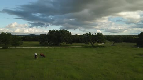 Drone-over-longhorns-grazing-in-a-Texas-field