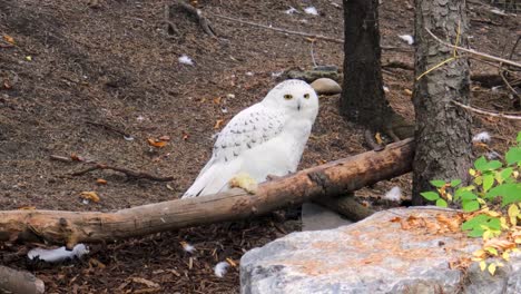While-on-the-ground,-a-Snowy-Owl-watches-intently-for-prey