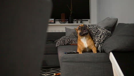 Kleine-Französische-Bulldogge-Läuft-über-Die-Couchkissen-Und-Liegt-Auf-Dem-Sofa---Zeitlupe