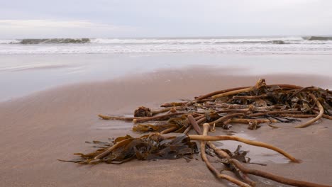 Brown-seaweed-washed-up-on-a-sandy-beach-after-a-storm,-close-up-shot