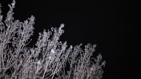 Frozen-Tree-Branches-With-Hoarfrost-Under-Snowfall-Against-Black-Background