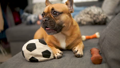 Gähnende-Französische-Bulldogge,-Die-Auf-Dem-Sofa-Neben-Schwarz-weißem-Ball-Und-Spielzeug-Für-Tiere-Liegt---Beißringe,-Stock---Dolly-Zeitlupenkamerabewegung