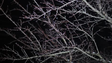 Ramas-De-árboles-Sin-Hojas-Congeladas-En-Hielo-Durante-El-Invierno-Contra-Fondo-Negro