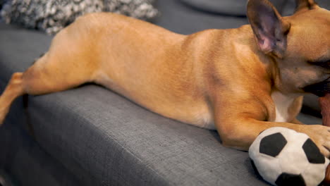 Nahaufnahme-Einer-Französischen-Bulldogge,-Die-Drinnen-Auf-Einer-Gemütlichen-Couch-Liegt