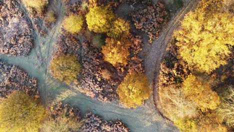 Eine-Top-down-ansicht-Mit-Blick-Auf-Einen-Herbstlichen-Wald-Im-Herzen-Von-Kent,-Aufgenommen-Auf-Dji