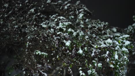 Gefrorene-Pflanzen-Mit-Blättern,-Die-Nachts-Mit-Dickem-Schnee-Bedeckt-Sind