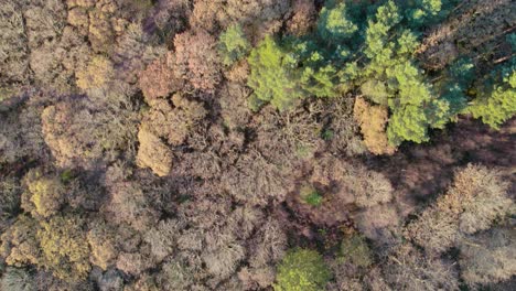 Aerial-drone-footage-flying-over-the-canopy-of-an-autumnal-broadleaved-forest-in-Loch-Lomond-and-the-Trossachs-National-park-at-sunrise