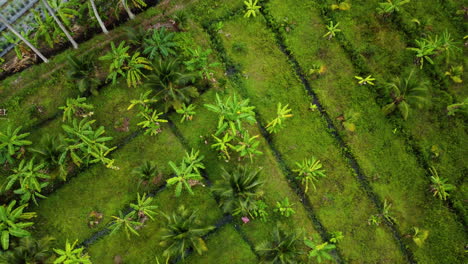 Erhebt-Sich-über-Palmendschungel.-Vietnamesische-Landwirtschaftliche-Felder