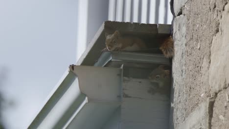 Zwei-Kleine-Amerikanische-Rote-Eichhörnchen,-Die-Sich-Auf-Einem-Nest-Auf-Dem-Dach-Eines-Hauses-Verstecken