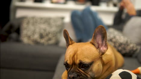 French-Bulldog-blinks-his-eyes-and-puts-his-head-down-on-the-sofa---slow-motion