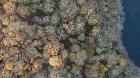 Drone-footage-of-sunrise-over-a-forest-canopy-in-autumn-in-Loch-Lomond-National-Park-in-Scotland,-UK