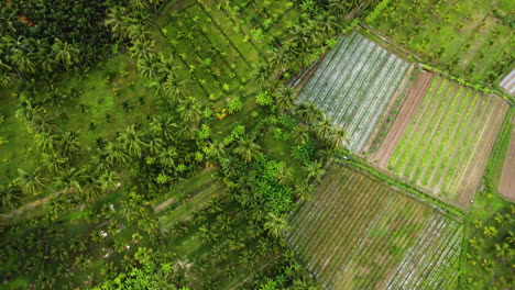 Luftvogelperspektive,-Die-Vorwärts-über-Landwirtschaftliche-Ansichten-Vom-Palmendschungel-Fliegt