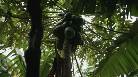 Papayas-hanging-in-tree-on-organic-farm-on-Madeira-Portugal,-slow-motion