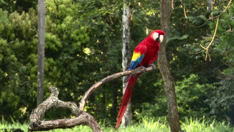 Scarlet-macaw--perched-on-a-branch,-Costa-Rica