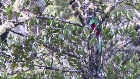 Resplendent-Quetzal-male-front-view-perched-on-branch,-San-Gerardo-Costa-Rica