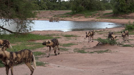 Ein-Rudel-Wilder-Hunde,-Die-Vor-Einem-Wasserloch-Mit-Hyänen-Und-Einem-Safarifahrzeug-Im-Hintergrund-Vorbeifahren
