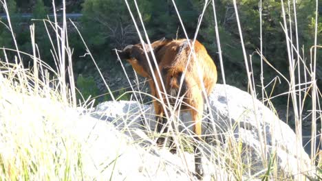Mallorcan-wild-goat-Capra-aegagrus