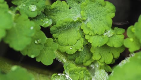 Extreme-close-up-water-drops-falling-into-small-green-plants,-dew-concept