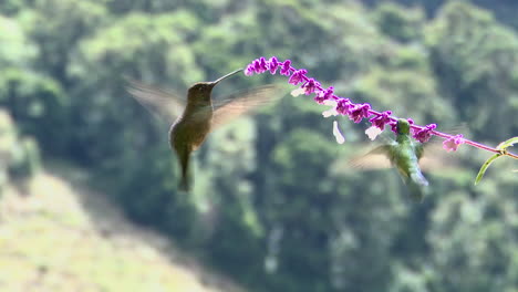 Magnificent-Hummingbird--feeding-on-Salvia-officinalis-flower