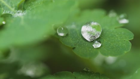 Extreme-Macro-shot-water-droplets-falling-green-clover-leaf,-depth-of-field