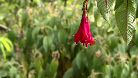 Funkelndes-Kolibri-Männchen,-Das-Sich-Von-Einer-Roten-Fuchsia-Triphylla-Blume-Ernährt