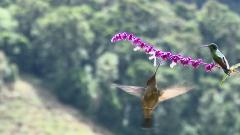 Magnificent-Hummingbird--feeding-on-Salvia-officinalis-flower