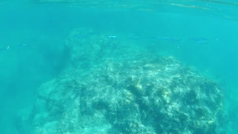 never-ending-flow-of-a-school-of-needlefish-in-the-British-Virgin-Islands
