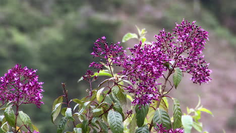 Colibrí-Centelleante-Alimentándose-De-Una-Baya-De-Jugo-De-Censura-Rosa-Fucsia-Arborescens