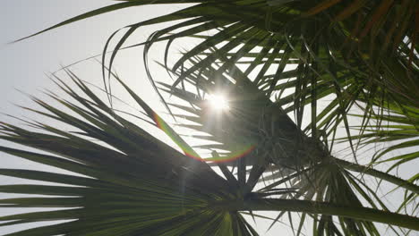 Sun-trough-palm-tree-leaves