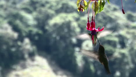 Prächtiger-Kolibri,-Der-Sich-Von-Einer-Fuchsie-Ernährt