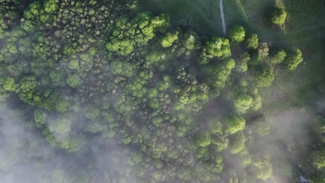 A-birds-eye-view-perspective-of-the-clouds-moving-over-some-vibrant-green-trees-in-a-forest-in-Kent
