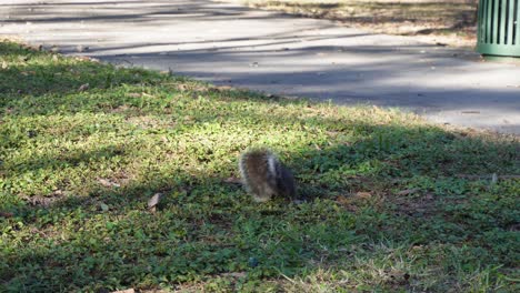 Ein-Eichhörnchen,-Das-Im-Gras-Nach-Nahrung-Sucht
