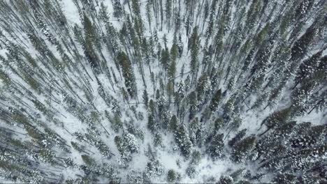 Looking-down-on-dense-snowy-forest
