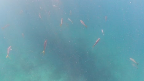 Seltsam-Getrennte-Schule-Von-Gelbschwanzfischen,-Die-Im-Gespenstischen-Sonnenlicht-Auf-Den-Britischen-Jungferninseln-Schwimmen
