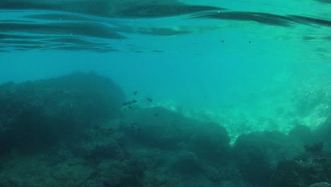 Wunderschöner-Tropischer-Fisch-Direkt-Unter-Der-Oberfläche-Auf-Den-Britischen-Jungferninseln