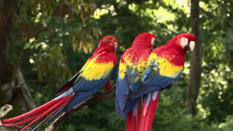 Scarlet-macaw-three-together-perched-on-a-branch,-Costa-Rica