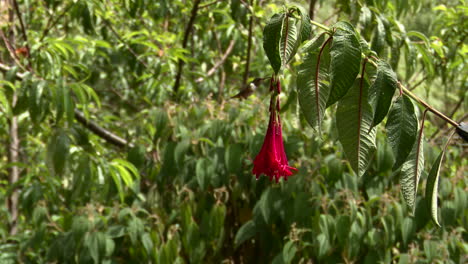 Scintillant-hummingbird-male-feeding-on-a-red-Fuchsia-triphylla-flower