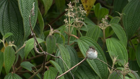 Funkelnder-Kolibri-Auf-Einem-Zweig