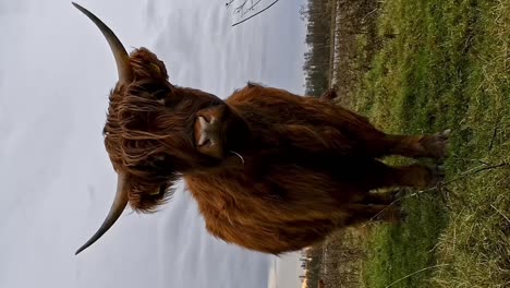 Woolly-reddish-brown-highland-cow-looks-straight-into-the-camera,-VERTICAL-footage