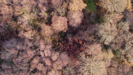 Imágenes-De-Drones-Aéreos-Rotativos-Alrededor-De-Un-Punto-Fijo-De-Un-Dosel-Forestal-Otoñal-De-árboles-Nativos-De-Hoja-Ancha-Que-Crecen-En-Loch-Lomond-Y-El-Parque-Nacional-Trossachs-En-Escocia-Durante-El-Amanecer