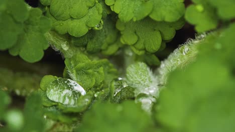 Textured-rain-droplets-on-tiny-green-plants,-Beauty-in-nature,-Macro