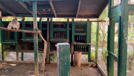 Blick-Hinter-Den-Rücken-Einer-Eule,-Die-In-Einem-Käfig-Im-Zoo-Ardastra-Gardens-In-Nassau,-Bahamas,-Steht-Und-Fliegt