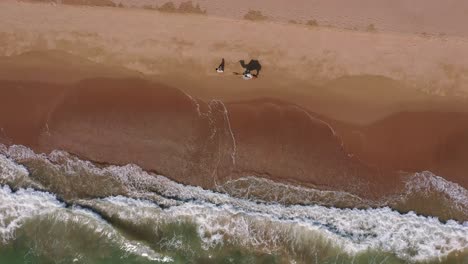 Aerial-Looking-Down-At-Male-Walking-Camel-On-Beach-With-Waves-Breaking-At-Balochistan