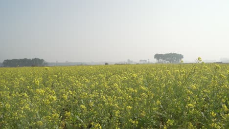 Senfblumen-Blühen-Auf-Dem-Weiten-Feld