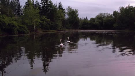 Pair-of-Tagged-Swans-Swim-through-Pond-at-Sunset-with-Cloudy-Skies,-Drone-Tracking