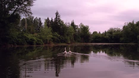Pair-of-Swans-Swim-away-from-Canada-in-Pond-Leaving-wake-with-Pink-Cloudy-Skies-at-Sunset-in-Canada